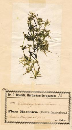 Chara baueri_04.jpg